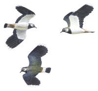 Nr.345 Tofsvipa (Vanellus vanellus)