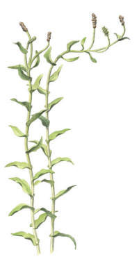 Nr.347 �lnate (Potamogeton perfoliatus)