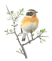 Nr.354 Buskskv�tta (Saxicola rubetra)