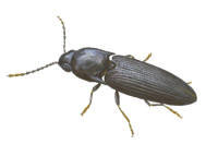 Nr.355 Smalkn�ppare (Procraerus tibialis)