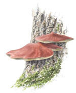 Nr.356 Oxtungsvamp (Fistulina hepatica)