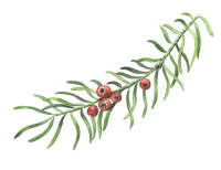 Nr.361 Idegran (Taxus baccata)