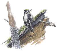 Nr.364 Tret�ig hackspett (Picoides tridactylus)
