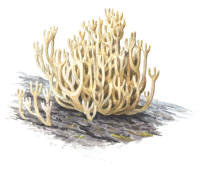 Nr.365 Kandelabersvamp (Clavicorona pyxidata)