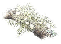 Nr.366 Blomsk�gglav (Usnea florida)