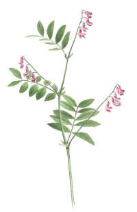 Nr.367 Vipp�rt (Lathyrus niger)
