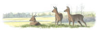 Nr.36 R�djur (Capreolus capreolus)