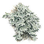 Nr.370 Lunglav (Lobaria pulmonaria)