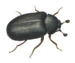 Nr.371 Globicornis nigripes