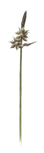 Nr.374 Lundstarr (Carex montana)