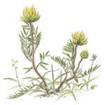 Nr.375 Luddvedel (Oxytropis pilosa)