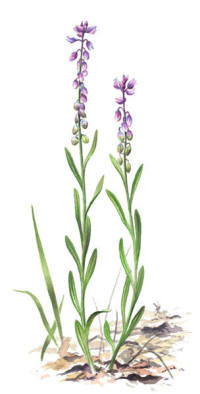 Nr.387 Toppjungfrulin (Polygala comosa)