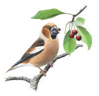 Nr.388 Stenkn�ck (Coccothraustes coccothraustes)