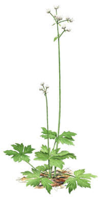 Nr.390 S�rl�ka (Sanicula europaea)