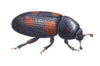 Nr.391 Ipidia binotata