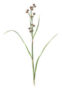 Nr.394 Ag (Cladium mariscus)