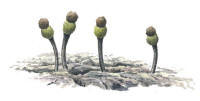 Nr.3 Parkn�l (Chaenotheca hispidula)