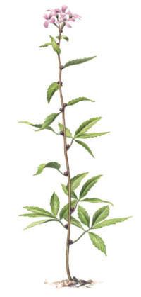 Nr.402 Tandrot (Cardamine bulbifera)