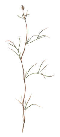 Nr.403 Styvnate (Potamogeton rutilus)