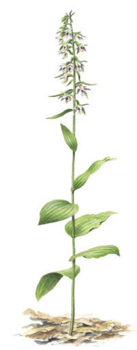 Nr.404 Skogsknipprot (Epipactis helleborine)