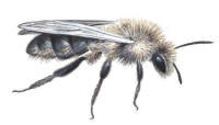 Nr.405 S�lgsandbi (Andrena vaga)