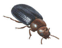 Nr.406 R�dhalsad svartbagge (Neomida haemorrhoidalis)