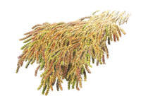 Nr.408 L�ngfliksmossa (Nowellia curvifolia)