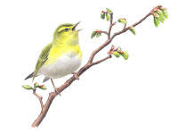 Nr.413 Gr�ns�ngare (Phylloscopus sibilatrix)
