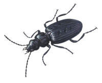 Nr.415 Brandl�paren (Sericoda quadripunctata)