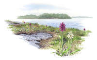 Nr.419 Adam och Eva (Dactylorhiza sambucina)