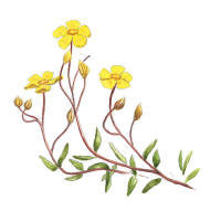 Nr.41 Solv�nda (Helianthemum nummularium)