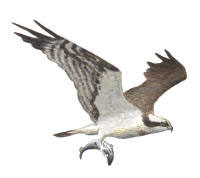 Nr.421 Fiskgjuse (Pandion haliaetus)