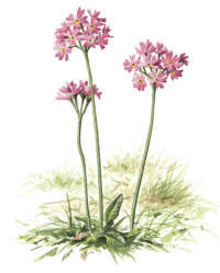 Nr.422 Majviva (Primula farinosa)