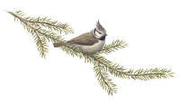 Nr.423 Tofsmes (Parus cristatus)
