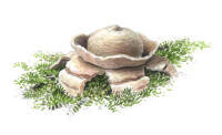 Nr.444 Kragjordstj�rna (Geastrum triplex)