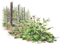 Nr.445 Guckusko (Cypripedium calceolus)