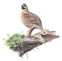 Nr.447 J�rpe (Bonasa bonasia)