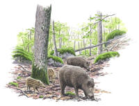 Nr.449 Vildsvin (Sus scrofa)