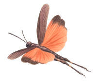 Nr.450 Trumgr�shoppan (Psophus stridulus)