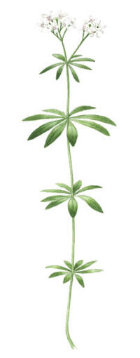 Nr.452 Myskmadra (Galium odoratum)