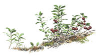Nr.453 Lingon (Vaccinium vitis-idaea)