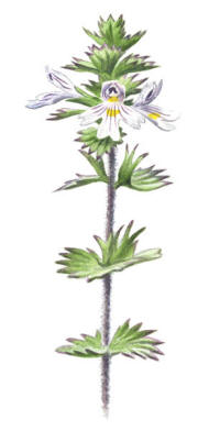 Nr.454 Finn�gontr�st (Euphraisa rostkoviana ssp. fennica)