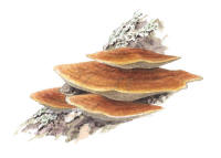 Nr.459 Brandticka (Pycnoporellus fulgens)