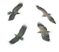 Nr.46 Havs�rn (Haliaeetus albicilla)