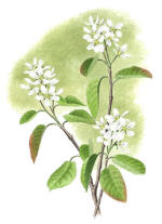 Nr.478 H�ggmispel (Amelanchier spicata)