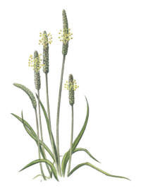 Nr.47 Gulk�mpar (Plantago maritima)