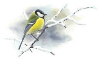 Nr.494 Talgoxen (Parus major)