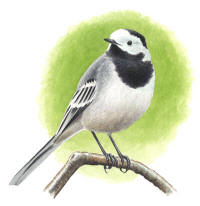 Nr.497 S�des�rla (Motacilla alba)