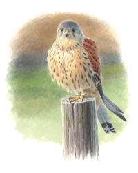 Nr.498 Tornfalk (Falco tinnunculus)