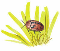 Nr.4 Svartbent sk�ldbagge (Cassida murraea)